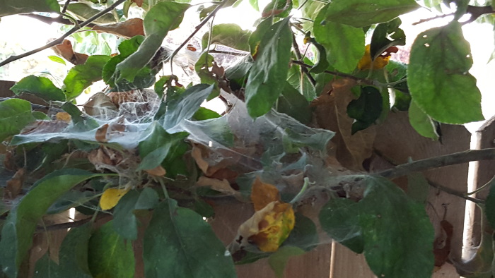 مقابله با مایت عنکبوتی درختان میوه